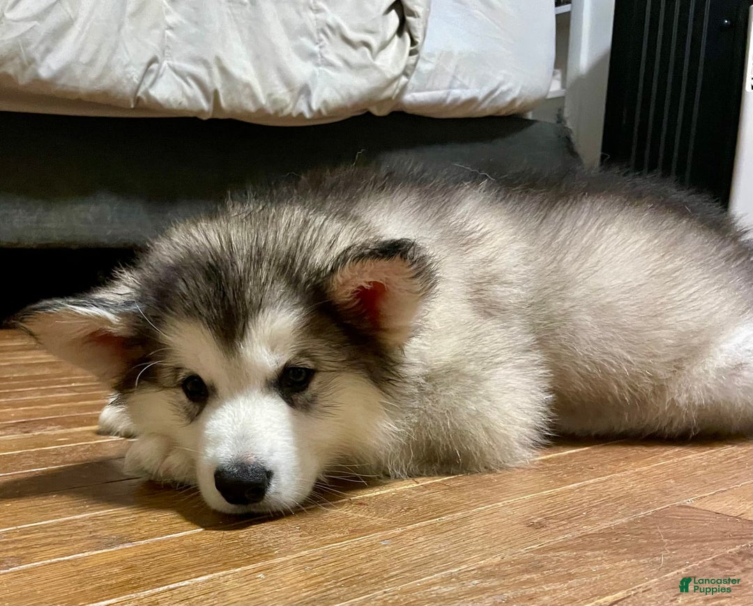 Alaskan Malamute dogs for sale: Tundra - Image 5