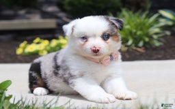 Australian Shepherd dogs for sale: Zella - Image 3