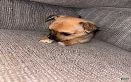 Morkie dogs for sale: Chloe - Image 2