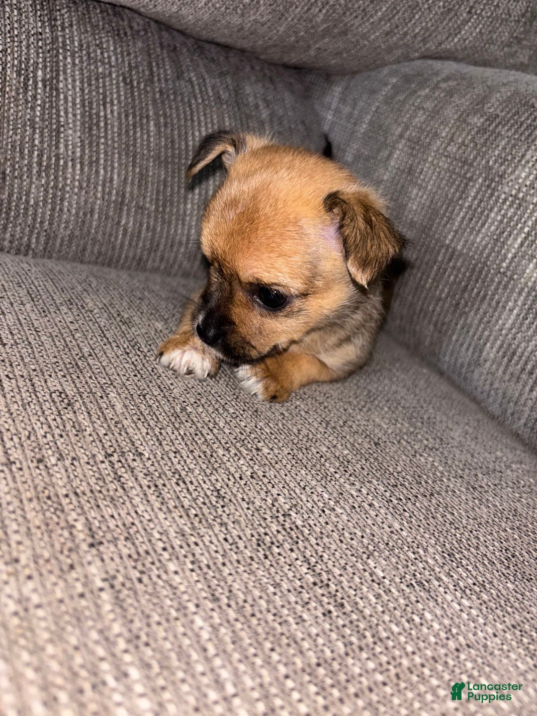 Morkie dogs for sale: Chloe - Image 2