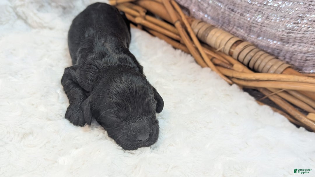 Cockapoo dogs for sale: Miranda - Image 5