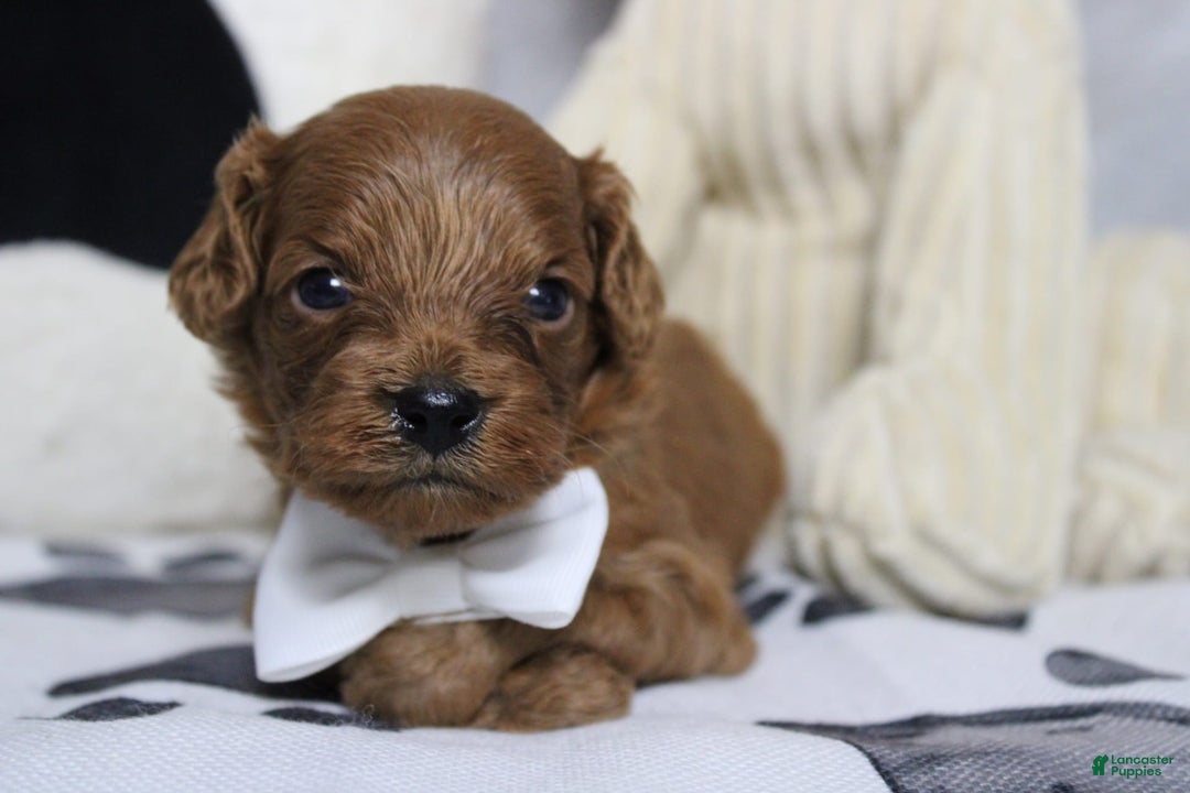 Cavapoo dogs for sale: Phoenix - Image 49