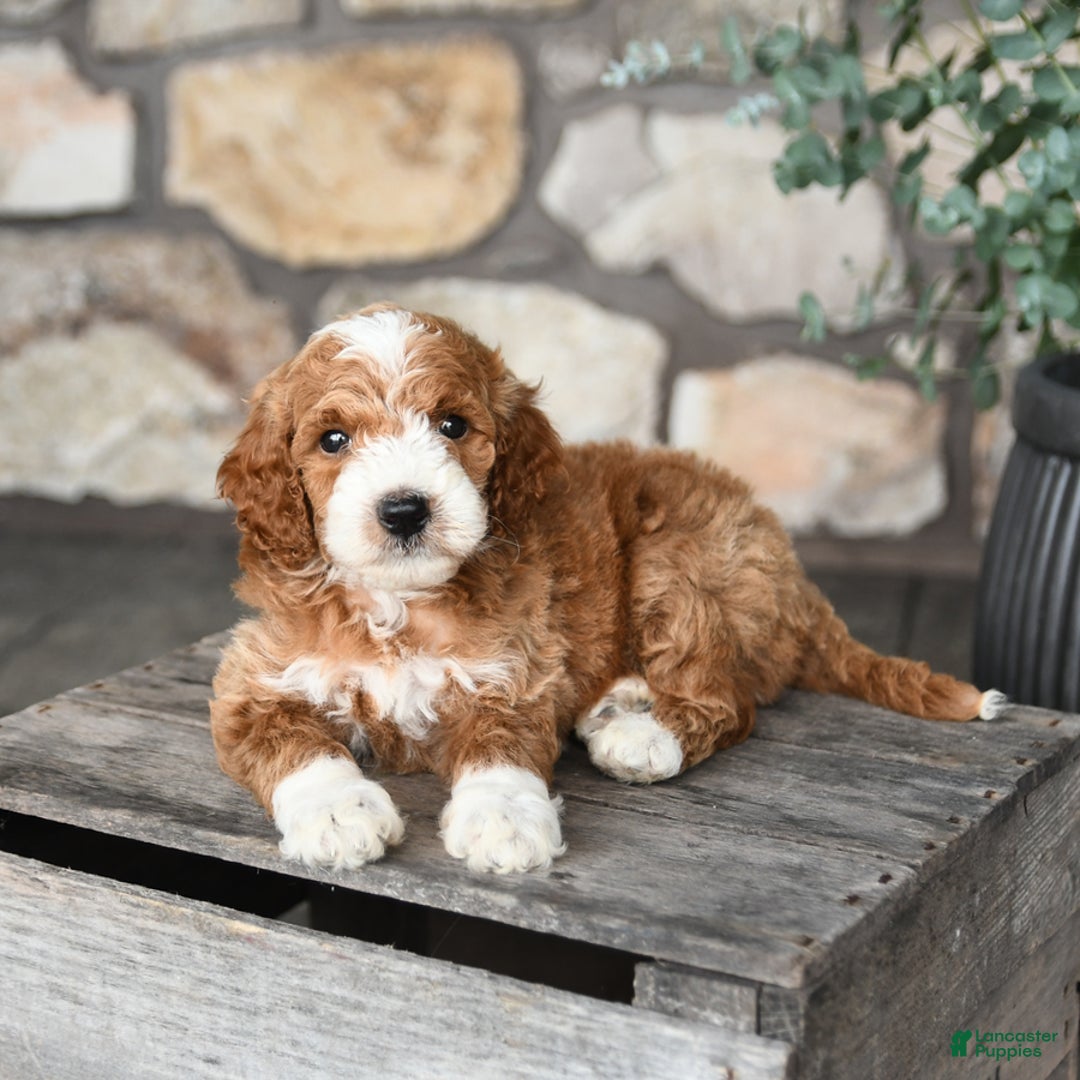 Mini Goldendoodle dogs for sale: Baxter - Image 2