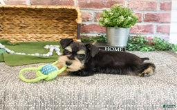 Miniature Schnauzer dogs for sale: James - Image 3
