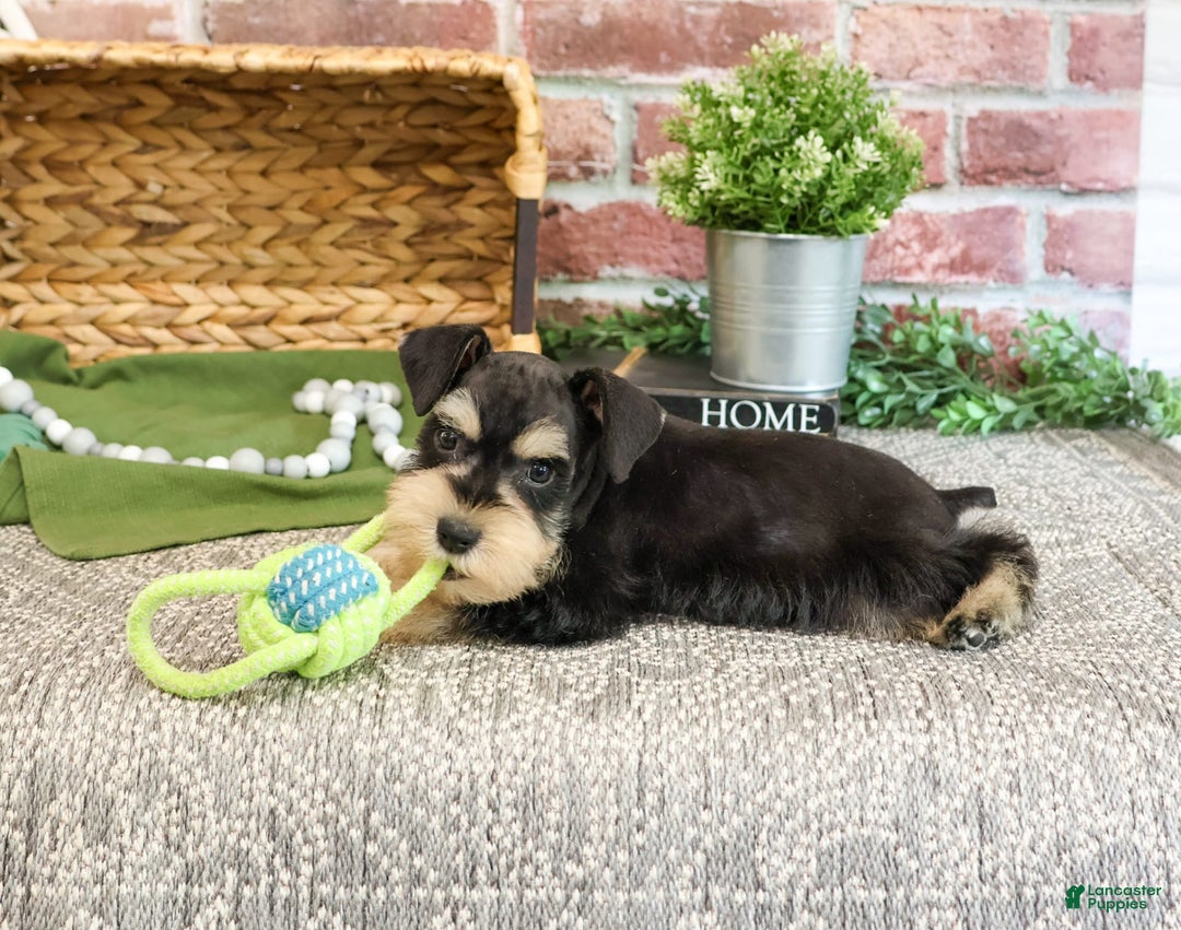 Miniature Schnauzer dogs for sale: James - Image 3