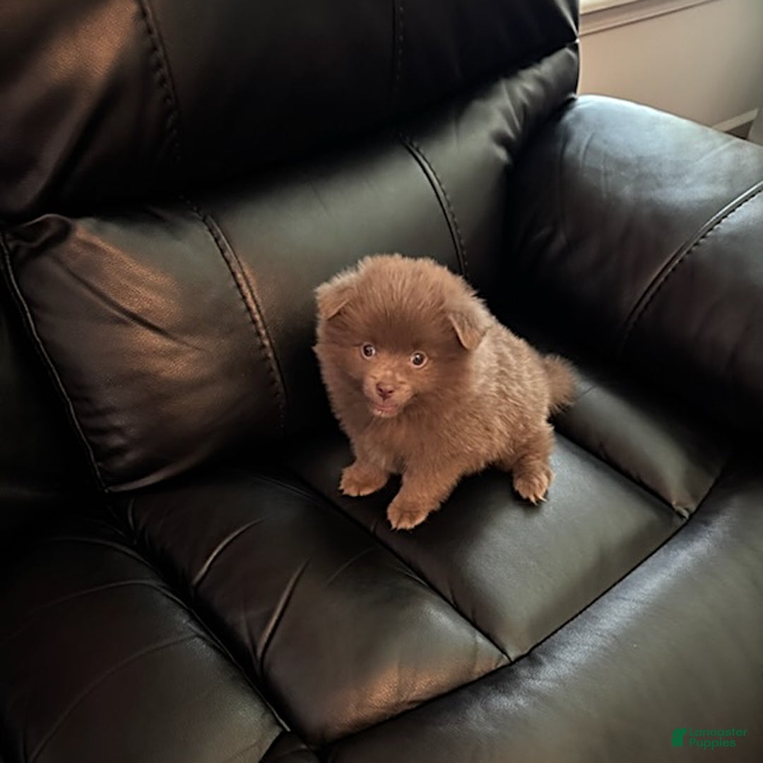 Pomeranian dogs for sale: Rodney Dangerfield - Image 4