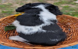 Cocker Spaniel dogs for sale: Fritz - Image 4