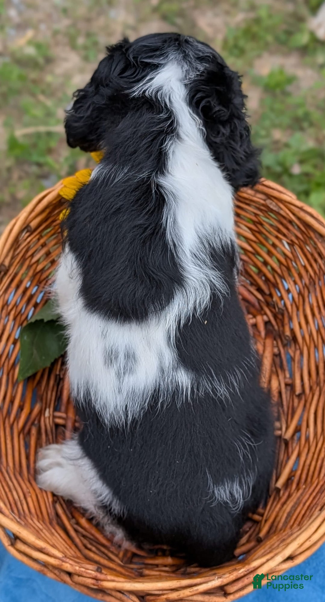 Cocker Spaniel dogs for sale: Fritz - Image 4
