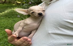 Chihuahua dogs for sale: Carinia - Image 18