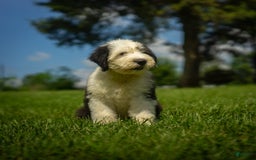 Old English Sheepdog dogs for sale: Floofy - Image 16