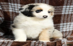 Australian Shepherd dogs for sale: Barley - Image 4
