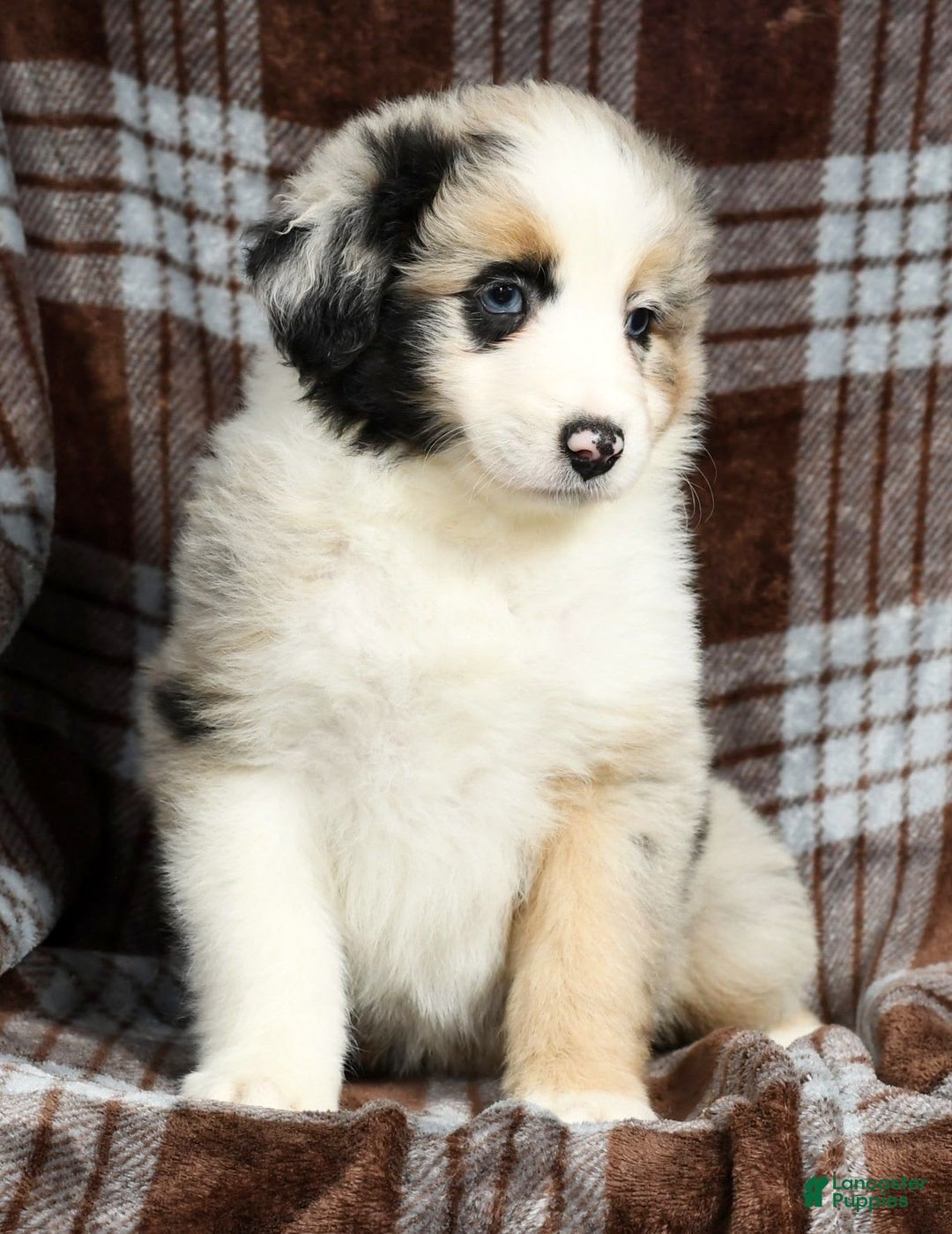 Australian Shepherd dogs for sale: Barley - Image 4