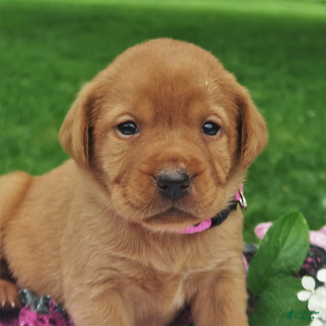 Labrador Retriever dogs for sale: Amber Skye - Image 4