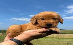 Golden Retriever dogs for sale: Copper - Image 25