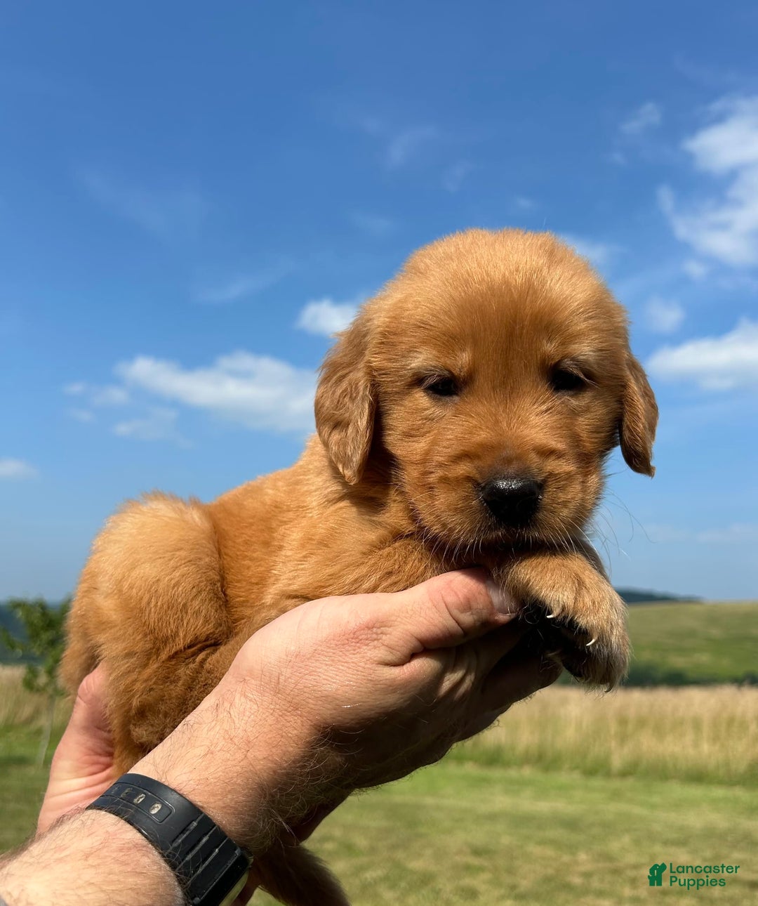 Golden Retriever dogs for sale: Copper - Image 25