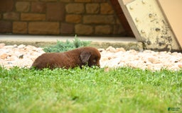 Newfoundland dogs for sale: Bella - Image 13