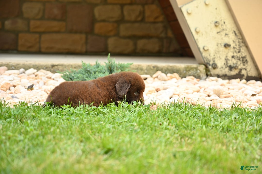 Newfoundland dogs for sale: Bella - Image 13