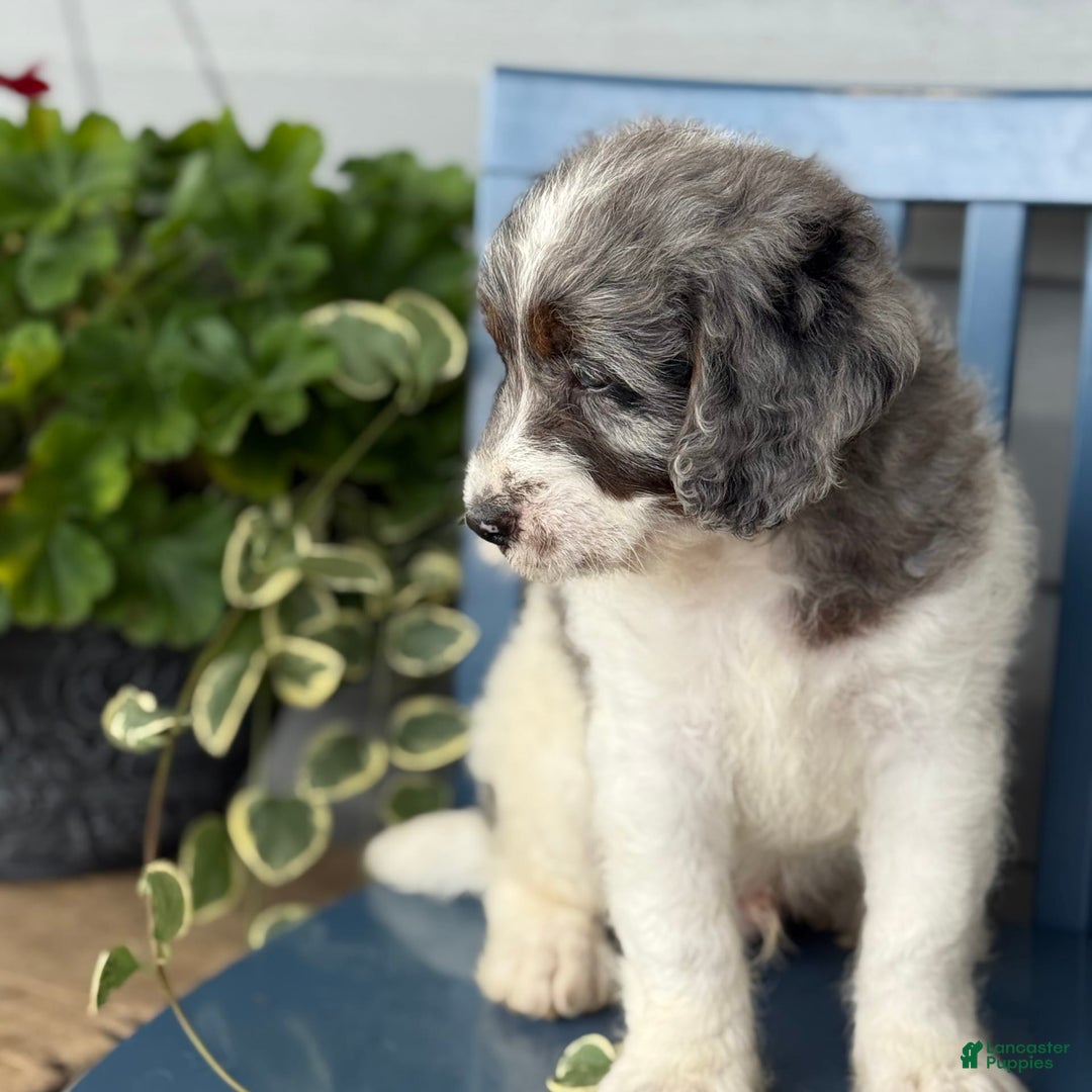 Mini Bernedoodle dogs for sale: Kaiser - Image 9