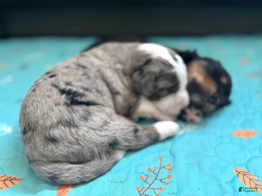 Bernedoodle dogs for sale: Merle Girl B - Image 3