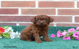 Miniature Poodle dogs for sale: London - Image 3
