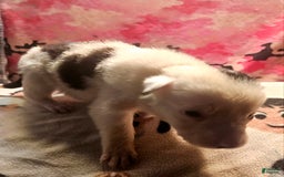Border Collie dogs for sale: Ego - Image 4