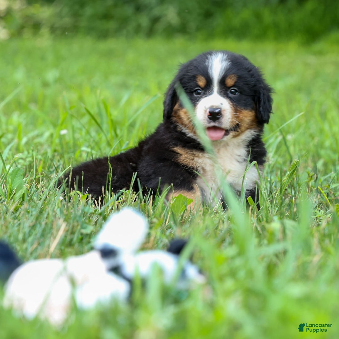 Bernese Mountain Dog dogs for sale: Seth - Image 5