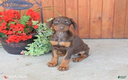 Doberman Pinscher dogs for sale: Diva - Image 4