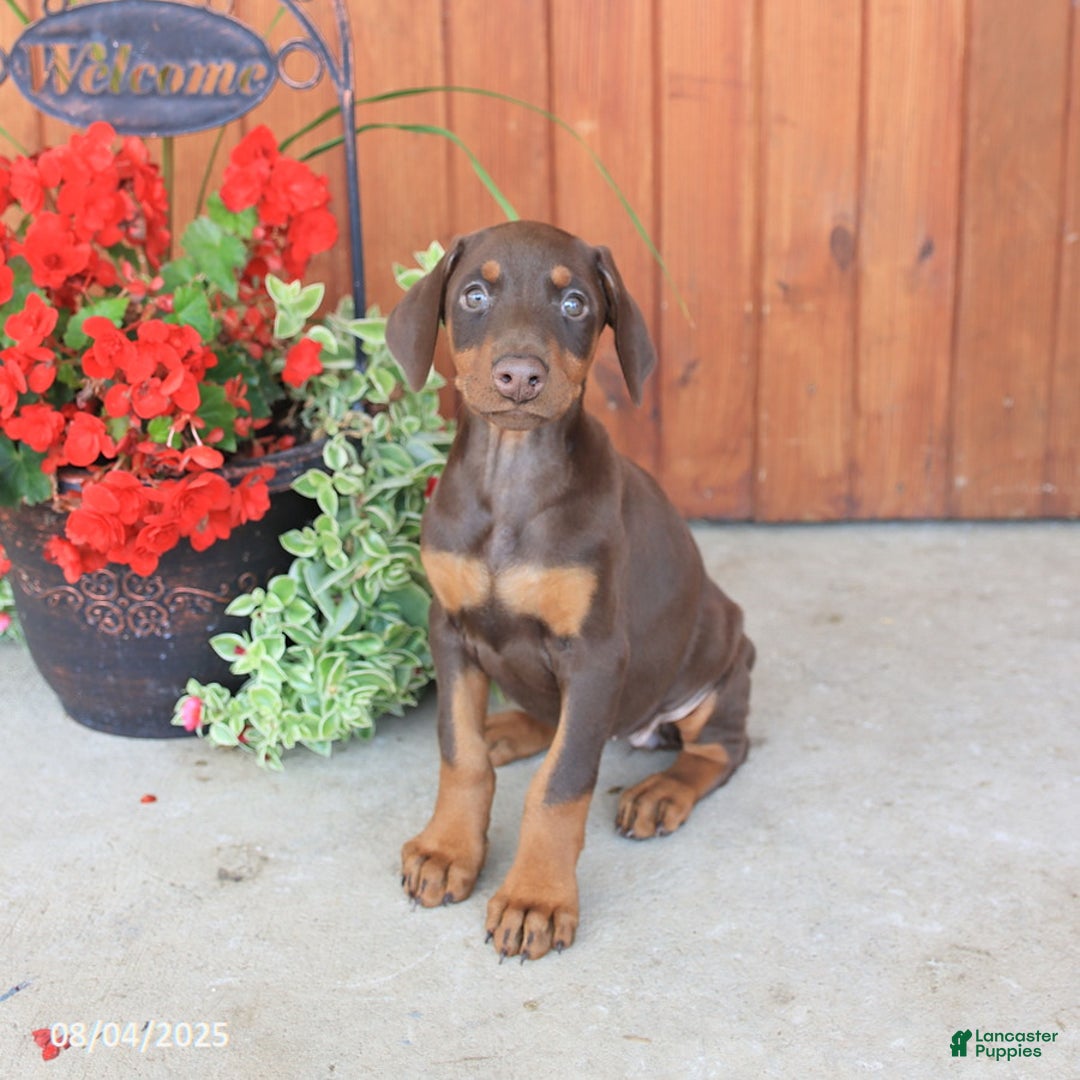 Doberman Pinscher dogs for sale: Diva - Image 4