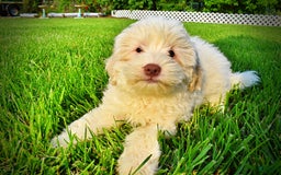 Havapoo dogs for sale: Valiant - Image 17