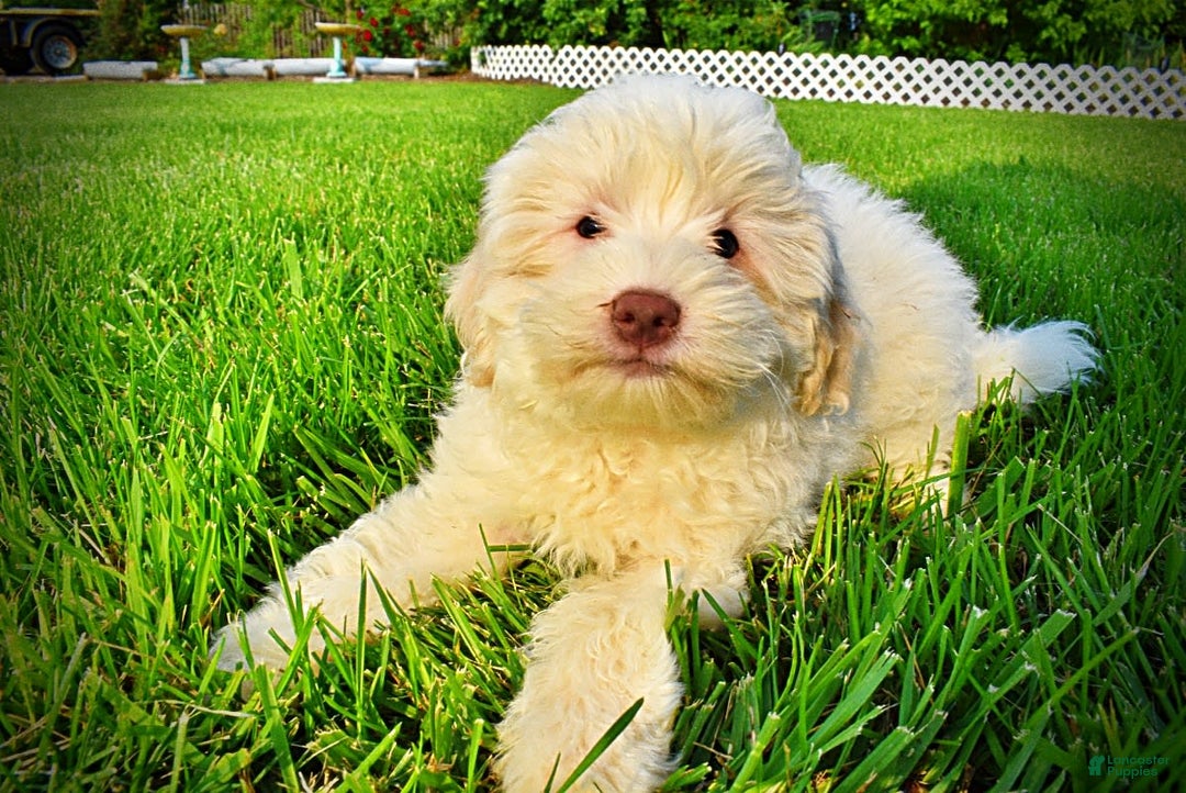 Havapoo dogs for sale: Valiant - Image 17