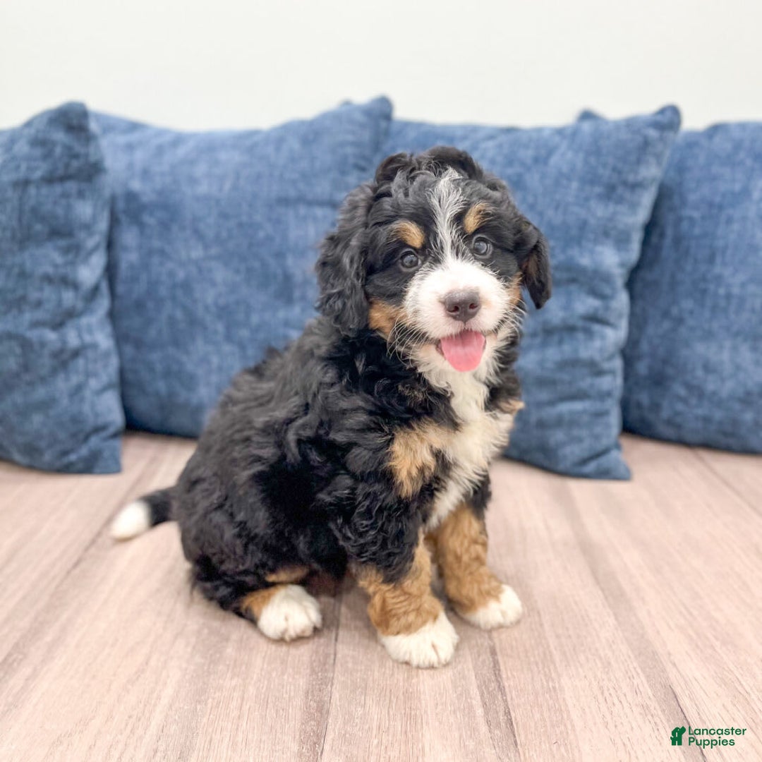 Mini Bernedoodle dogs for sale: Hazel - Image 6