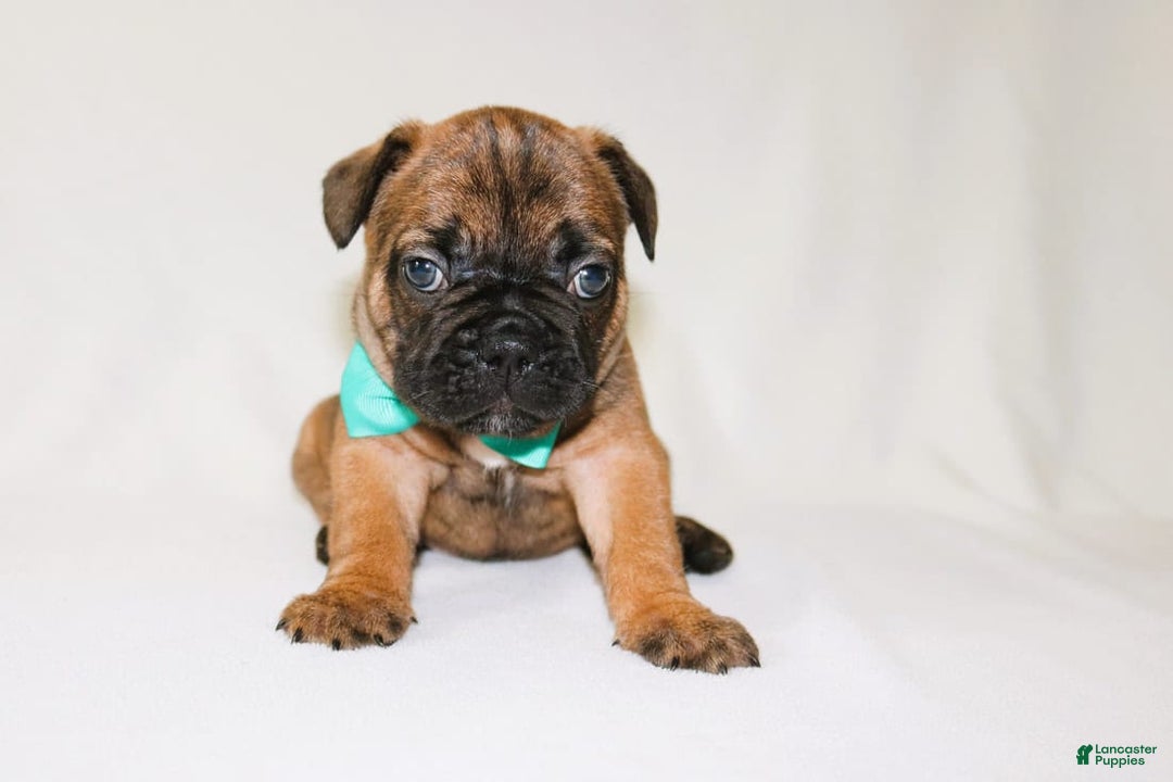 French Bulldog dogs for sale: Apollo Akc 🐾 - Image 14