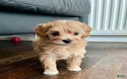 Maltipoo dogs for sale: Debbie - Image 1