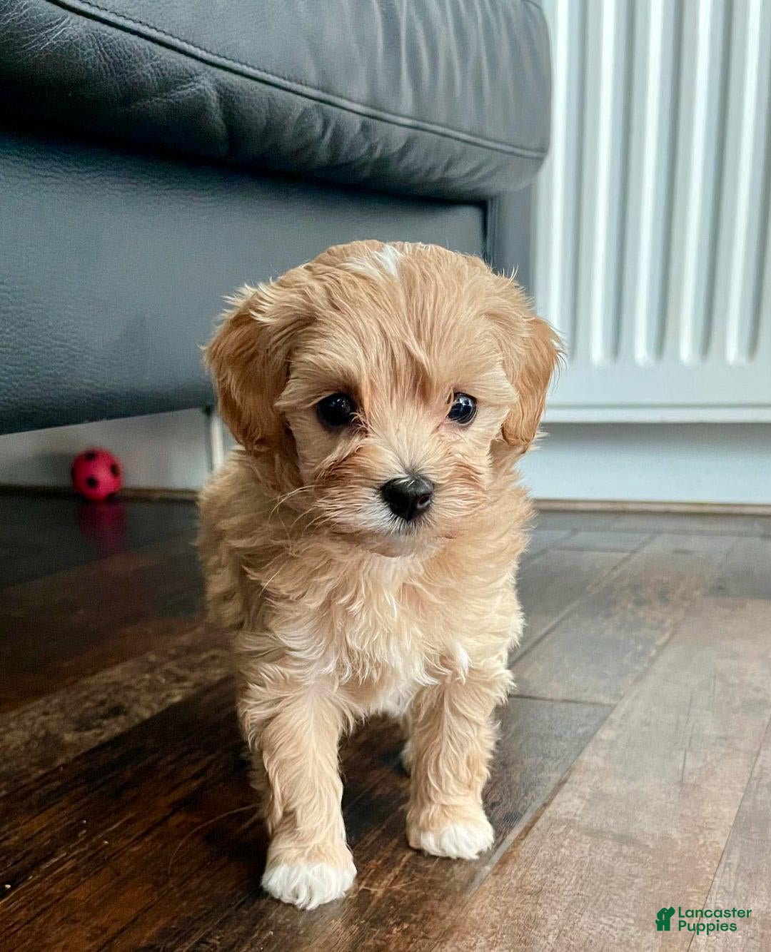 Maltipoo dogs for sale: Debbie - Image 1