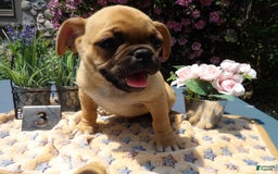 Pug dogs for sale: Blue - Image 2
