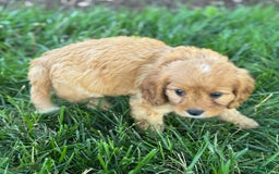 Cavapoo dogs for sale: Tommy - Image 2