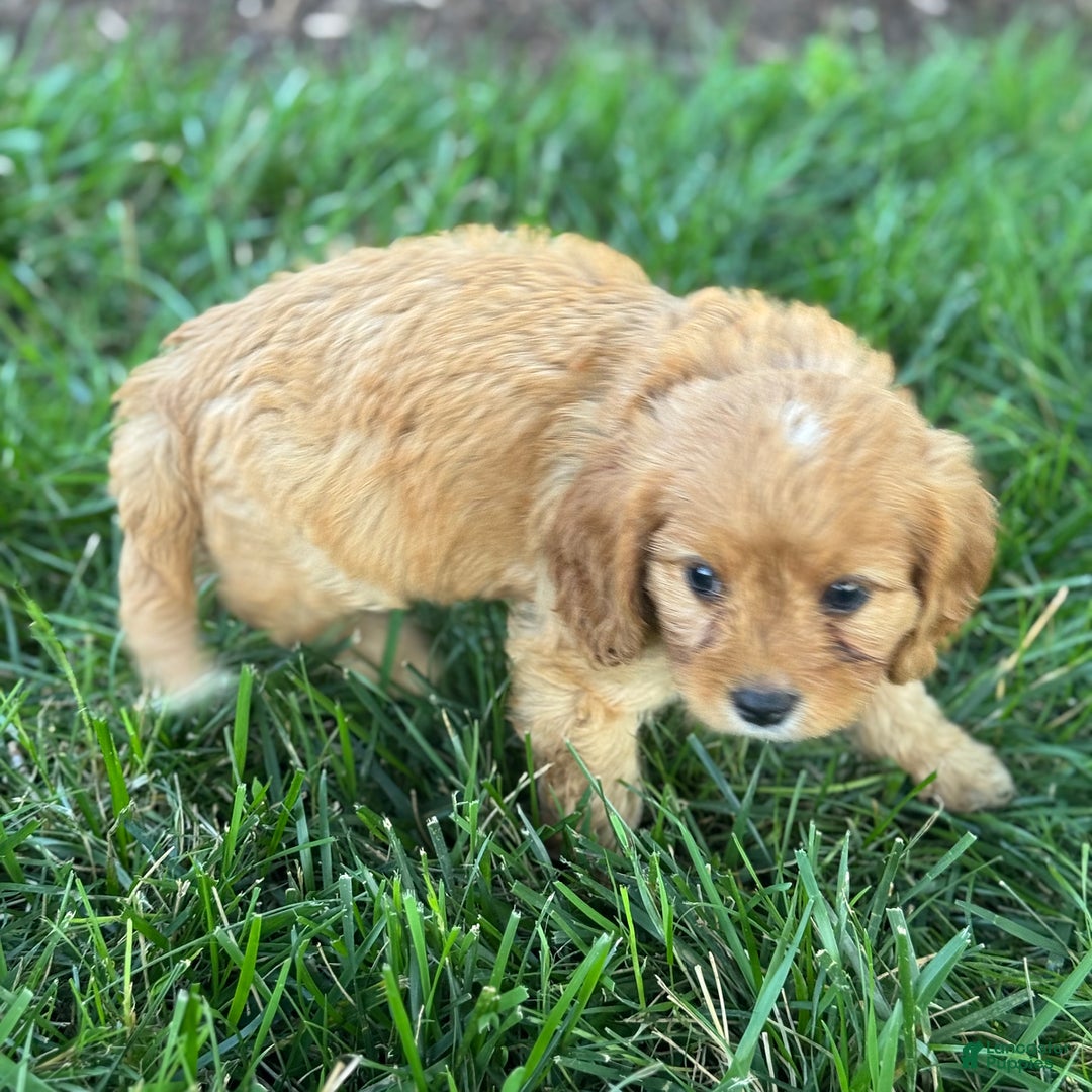 Cavapoo dogs for sale: Tommy - Image 2