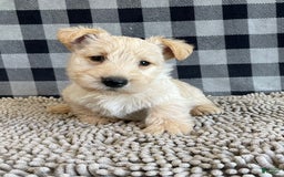 Scottish Terrier dogs for sale: Roland - Image 3