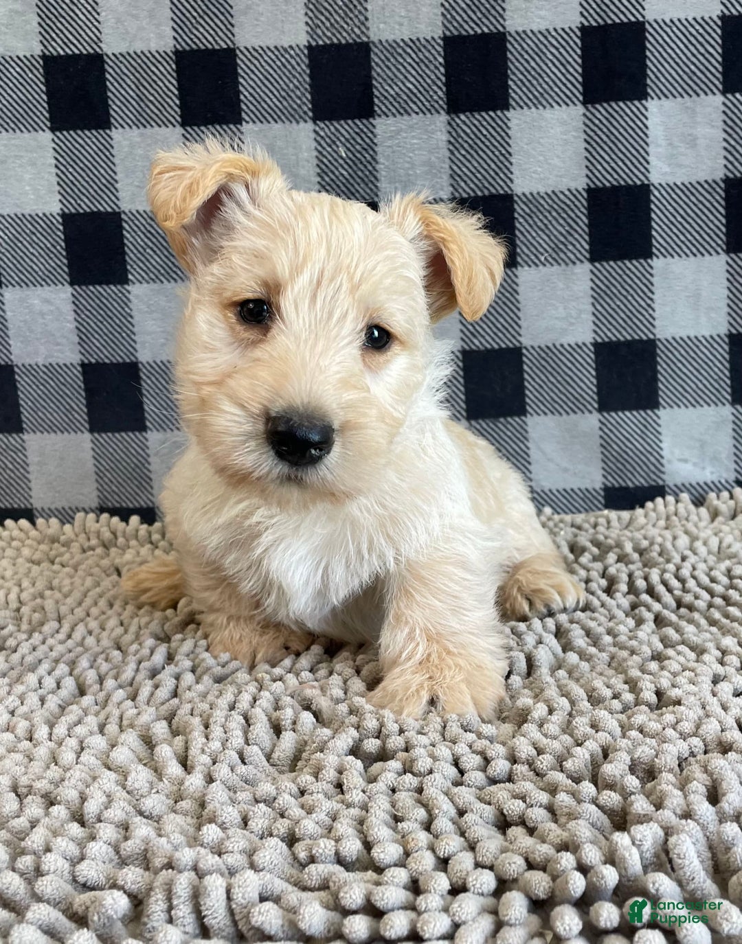 Scottish Terrier dogs for sale: Roland - Image 3