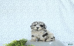 Mini Goldendoodle dogs for sale: Kash - Image 3