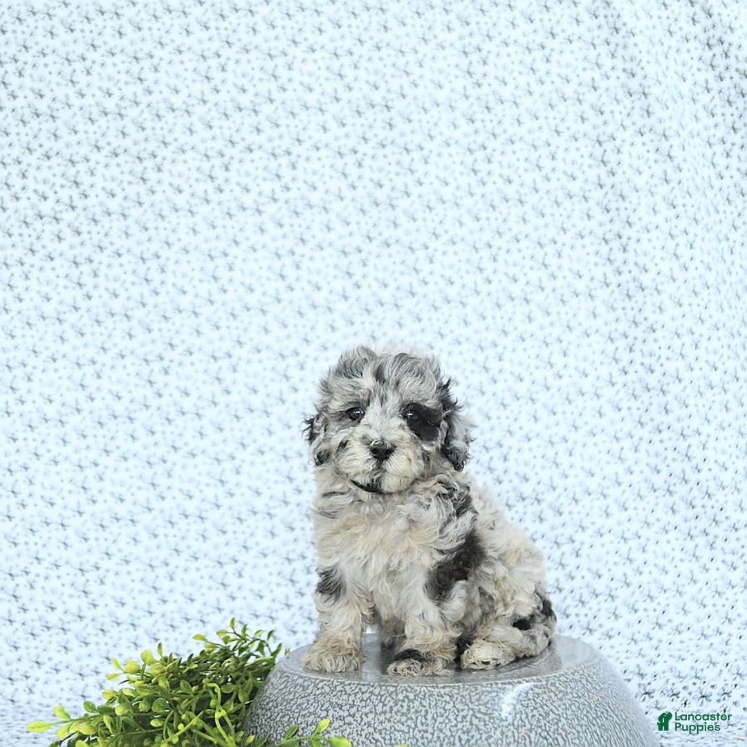 Mini Goldendoodle dogs for sale: Kash - Image 3