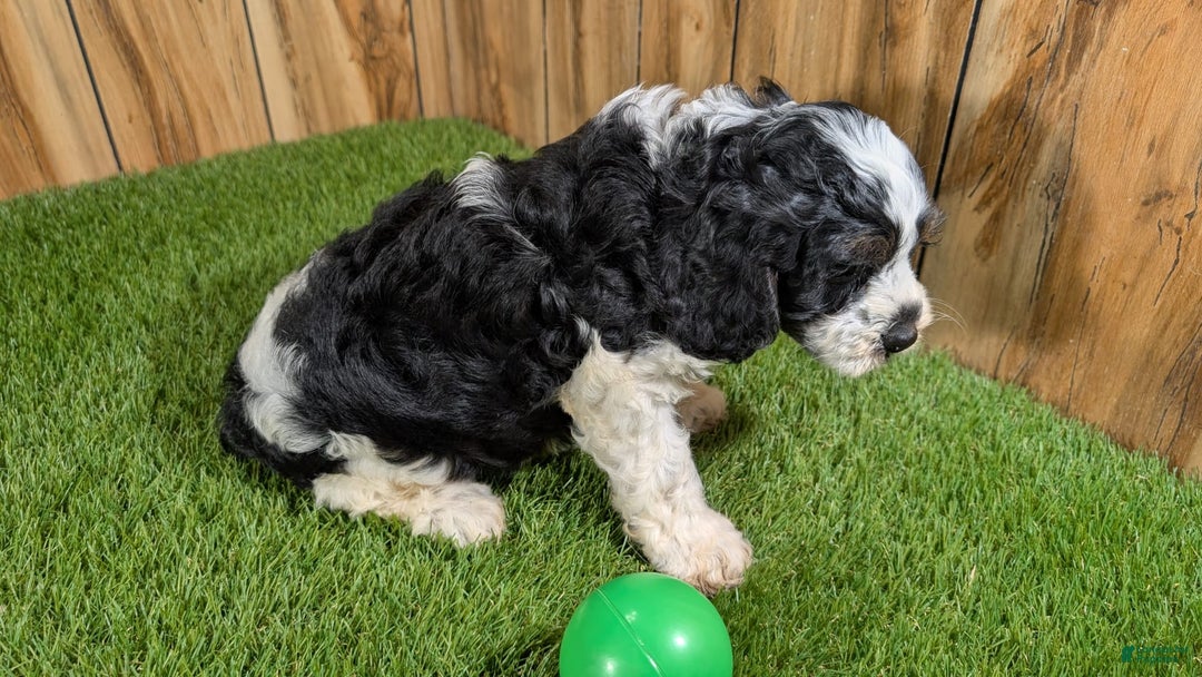 Cavapoo dogs for sale: Missy Boy 2 - Image 13