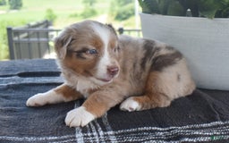 Australian Shepherd dogs for sale: Danny - Image 3