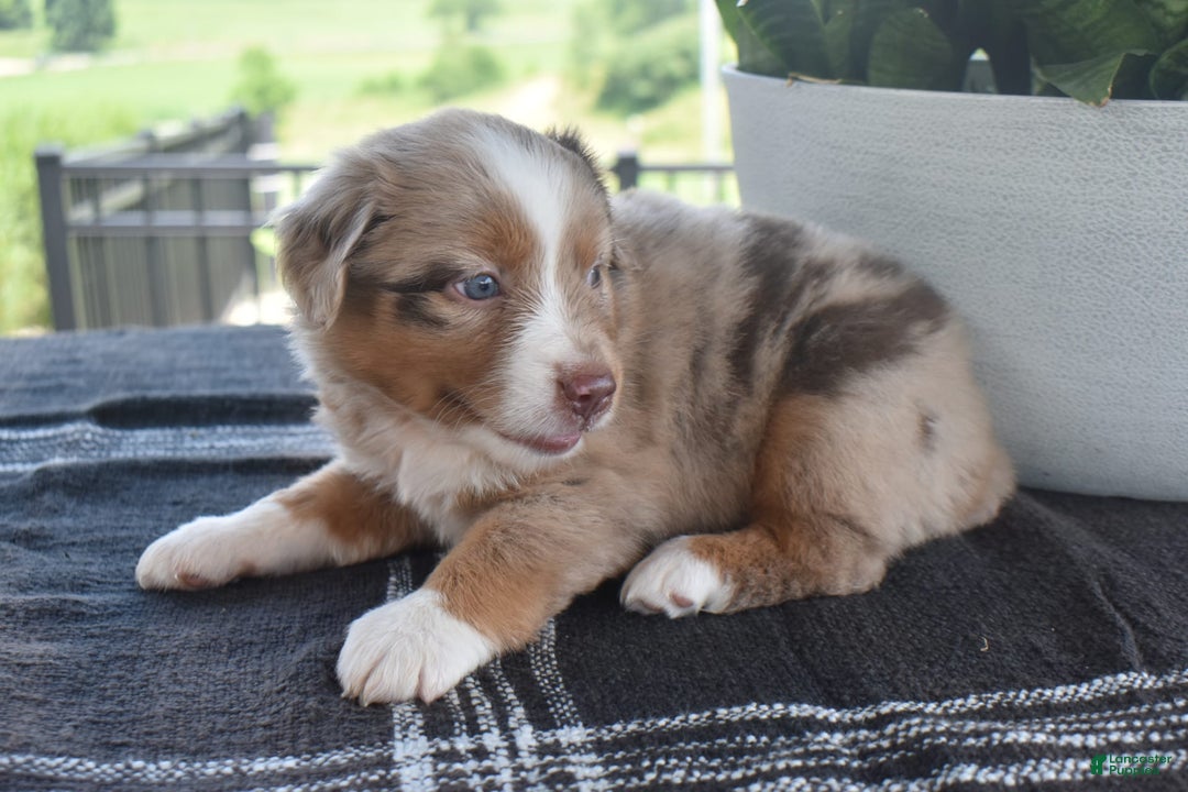 Australian Shepherd dogs for sale: Danny - Image 3