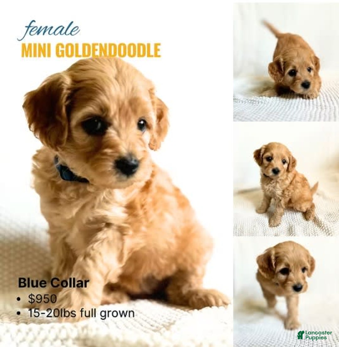 Mini Goldendoodle dogs for sale: Blue Collar - Image 1
