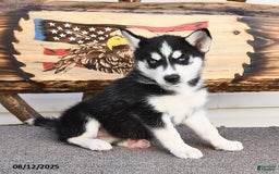 Siberian Husky dogs for sale: Roxanne - Image 4