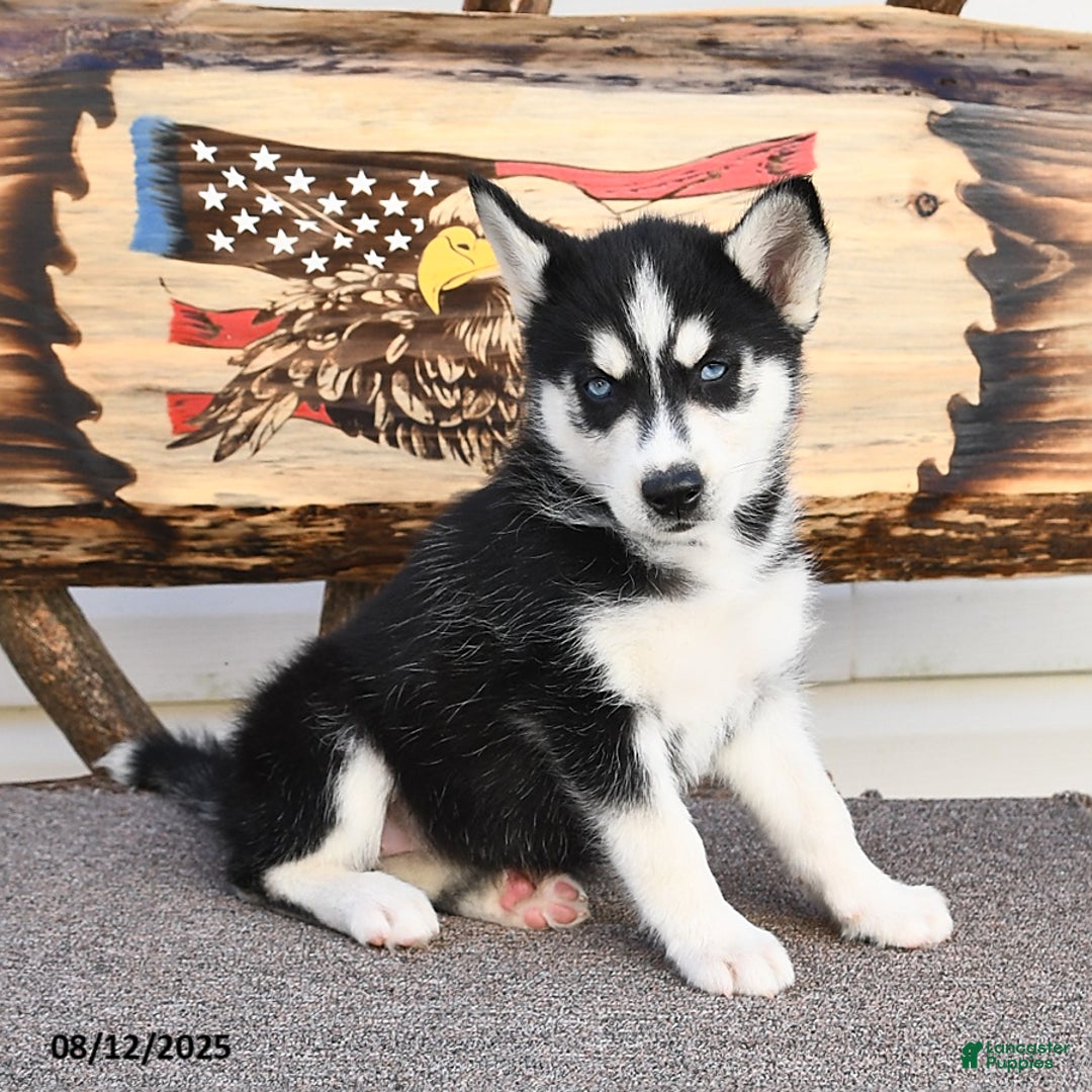 Siberian Husky dogs for sale: Roxanne - Image 4