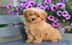 Havapoo dogs for sale: Moose - Image 3