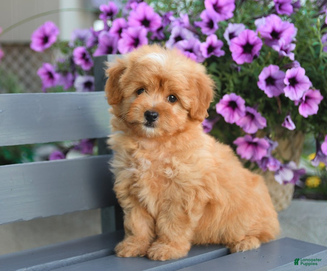 Havapoo dogs for sale: Moose - Image 3