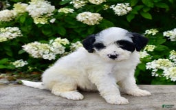 Portuguese Water Dog dogs for sale: Portuguese Water Dog 5 puppies - Image 4